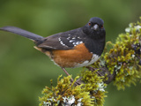 Spotted Towhee (Pipilo Maculatus) Perched on a Mossy Branch  Victoria  British Columbia  Canada