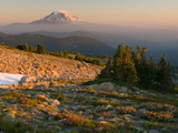Mt Adams from Timberline in the Goat Rocks Wilderness with Heather  Paintbrush  and Lupine