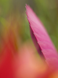 Tillandsia Bromeliad