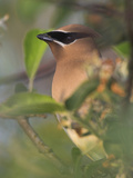 Cedar Waxwing Head (Bombycilla Cedrorum)  Toronto  Ontario  Canada