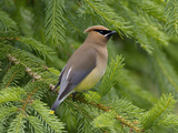 Cedar Waxwing (Bombycilla Cedrorum)  Pennsylvania  USA