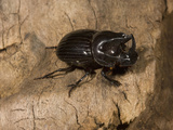 Dung Beetle (Copris Arizonensis)  Texas  USA