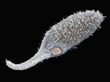 Predation Among Protozoans