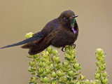 Blue-Mantled Thornbill (Chalcostigma Stanleyi) Perched on a Plant