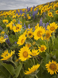 Balsamroot and Lupine Flowers  Columbia Hills  Washington  USA