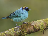 Golden-Naped Tanager (Tangara Ruficervix) Perched on a Branch at the Mindo Loma Reserve  Ecuador