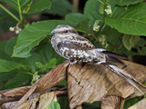 Ladder-Tailed Nightjar (Hydropsalis Climacocerca) Perched on a Leaf  Napo River