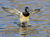 Male Ring-Necked Duck (Aythya Collaris) Flying  Victoria  BC  Canada