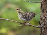 Spruce Grouse Chick (Falcipennis Canadensis)