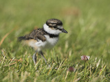 Killdeer Chick (Charadrius Vociferus) in the Grass in Victoria  British Columbia  Canada