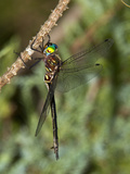 Female Clamp-Tipped Emerald Dragonfly (Somatochlora Tenebrosa)
