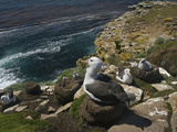 Black-Browed Albatross Nesting Colony (Thalassarche Melanophrys)  Falkland Islands