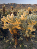 Teddy Bear or Jumping Cholla Cactus (Opuntia Bigelovii) Desert  Joshua Tree National Park
