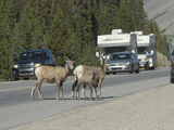 Bighorn Sheep Ewes and a Lamb (Ovis Canadensis) Create a Traffic Hazard as They Block Traffic