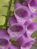 Foxglove Flowers (Digitalis Purpurea)