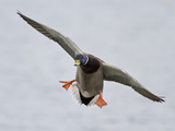 Male Mallard Duck (Anas Platyrhynchos) Flying  Victoria  BC  Canada
