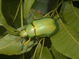 Jewel Beetle (Chrysina Woodi)  Texas  USA