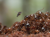 Phorid Fly or Fire Ant Decapitating Fly (Pseudacteon Tricuspis)
