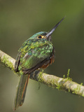 Coppery-Chested Jacamar (Galbula Pastazae) Perched on a Branch