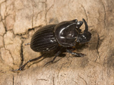 Dung Beetle (Copris Arizonensis)  Texas  USA
