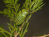 Glorious Scarab Beetle (Chrysina Gloriosa)  Texas  USA