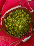 Bromeliad Holding Water  Costa Rica