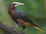 Chestnut-Headed Oropendola  Costa Rica