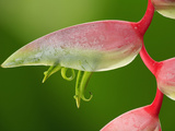 Heliconia Flower  Costa Rica