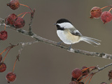 Black-Capped Chickadee (Poecile Atricapillus) Perched on a Branch  Ottawa  Ontario  Canada