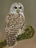 Barred Owl (Strix Varia) Hunting for Prey  Ontario  Canada