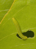 Orange-Barred Sulphur (Phoebis Philea) Caterpillar Feeding on a Senna Leaf