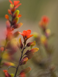 Indian Paintbrush Flowers in Paramo Vegetation  Costa Rica