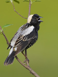 Bobolink (Dolichonyx Oryzivorus) Singing from a Branch  Ontario  Canada