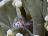 Commensal Anemone Shrimp (Periclimenes Venustus) Full of Eggs That Lives on a Sea Anemone