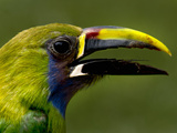 Emerald Toucanet Head  Costa Rica