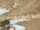 Replica of Brachiosaurus Altithorax Dinosaur Vertebrae in Situ in the Morrison Formation