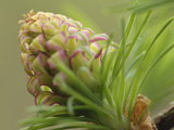 European Larch New Cone and Needles in Spring (Larix Decidua)  Scotland