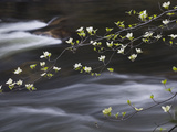 Dogwoods Flowering Along the Merced River in Yosemite Valley in the Spring  California  USA