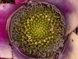 Bromeliad Holding Water  Costa Rica