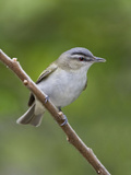 Red-Eyed Vireo (Vireo Olivaceus) Perched on a Branch  Ontario  Canada
