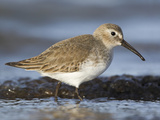 Dunlin (Calidris Alpina) Feeding Along the Shoreline in Victoria  British Columbia  Canada