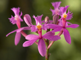 Orchid Flower  Costa Rica