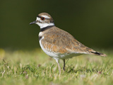 Killdeer (Charadrius Vociferus) in the Grass in Victoria  British Columbia  Canada