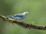 Blue-Gray Tanager (Thraupis Episcopus) on Cloud Forest Branch