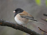 A Dark-Eyed Junco (Junco Hyemalis) Perches on a Branch in Victoria  British Columbia  Canada