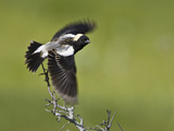 Bobolink (Dolichonyx Oryzivorus) Flying Off a Branch  Ontario  Canada
