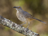Curve-Billed Thrasher (Toxostoma Curvirostre) on a Branch in South Texas  USA