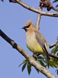 Cedar Waxwing (Bombycilla Cedrorum) Perched on a Branch  Ontario  Canada