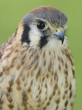American Kestrel (Falco Sparverius) Head  Ontario  Canada