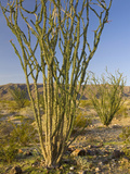 Ocotillo (Fouquieria Splendens)  Colorado Desert  Joshua Tree National Park  California  USA